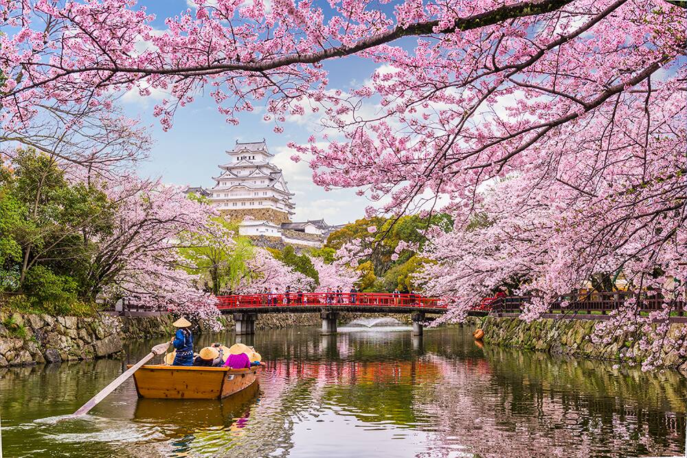 Cherry blossom season in Japan