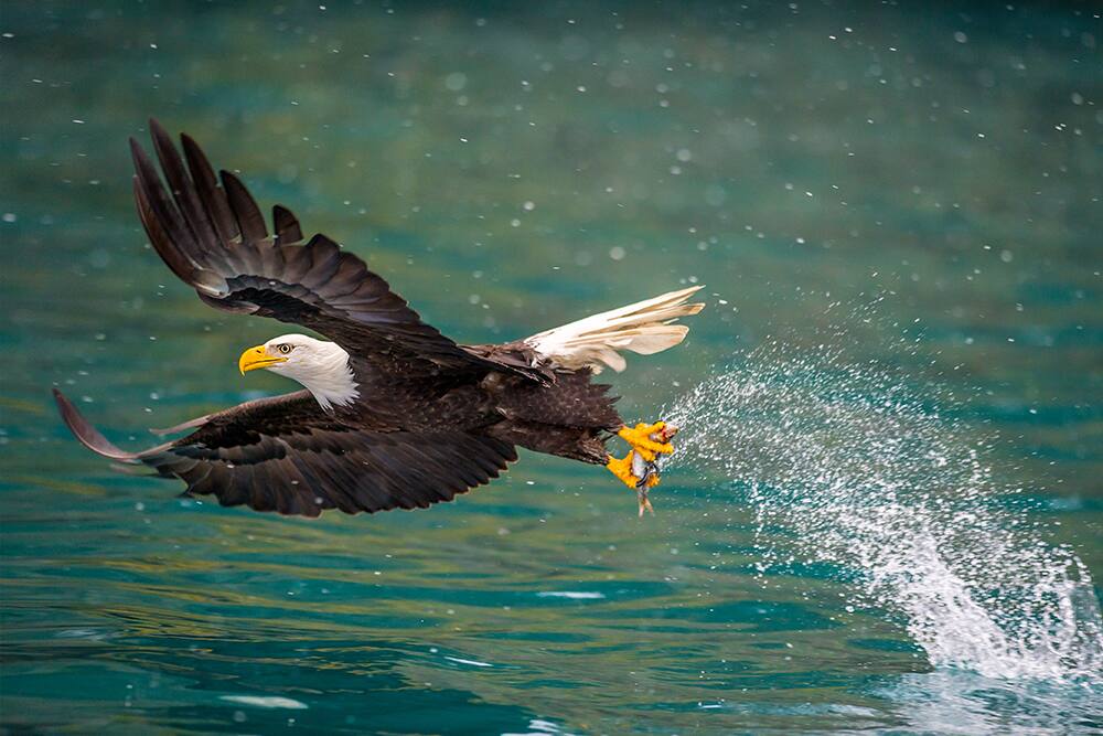Eagle in Alaska