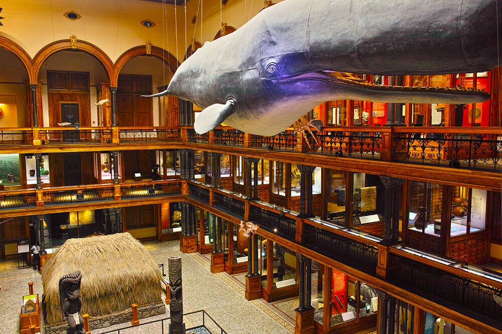 Bishop Museum exhibition room