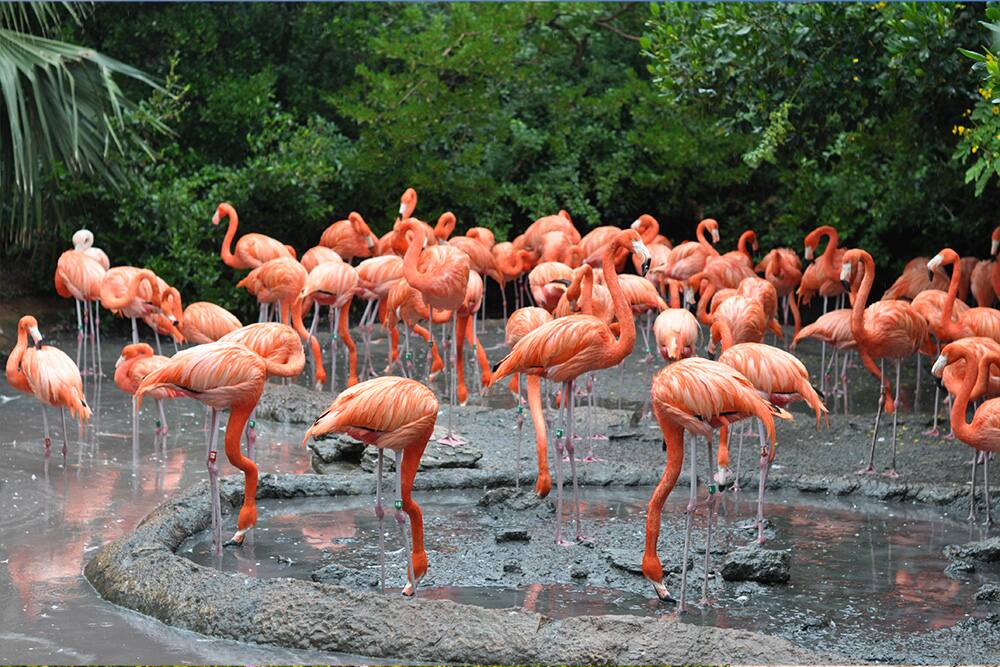 Flamingos at the Bermuda aquarium
