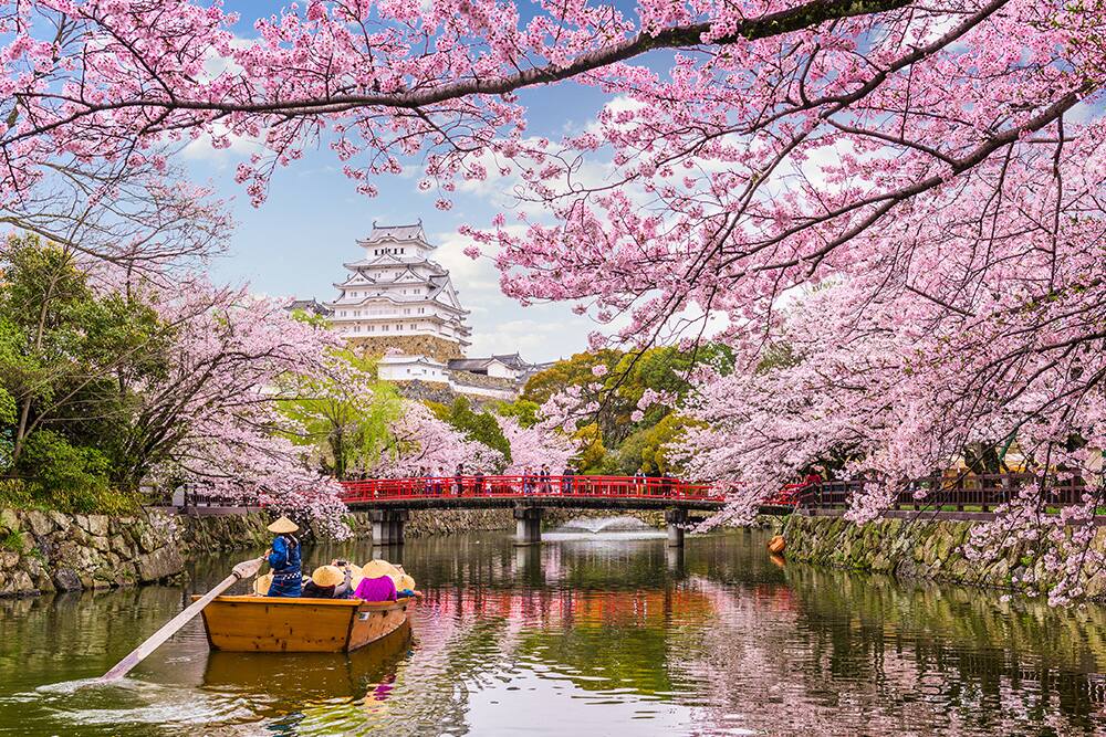 Cherry Blossoms near Himeji Castle, Japan Cherry Blossoms near Himeji Castle, Japan