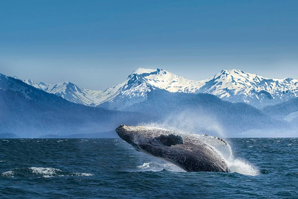 Norwegian Cruises Alaska - Glacier Bay