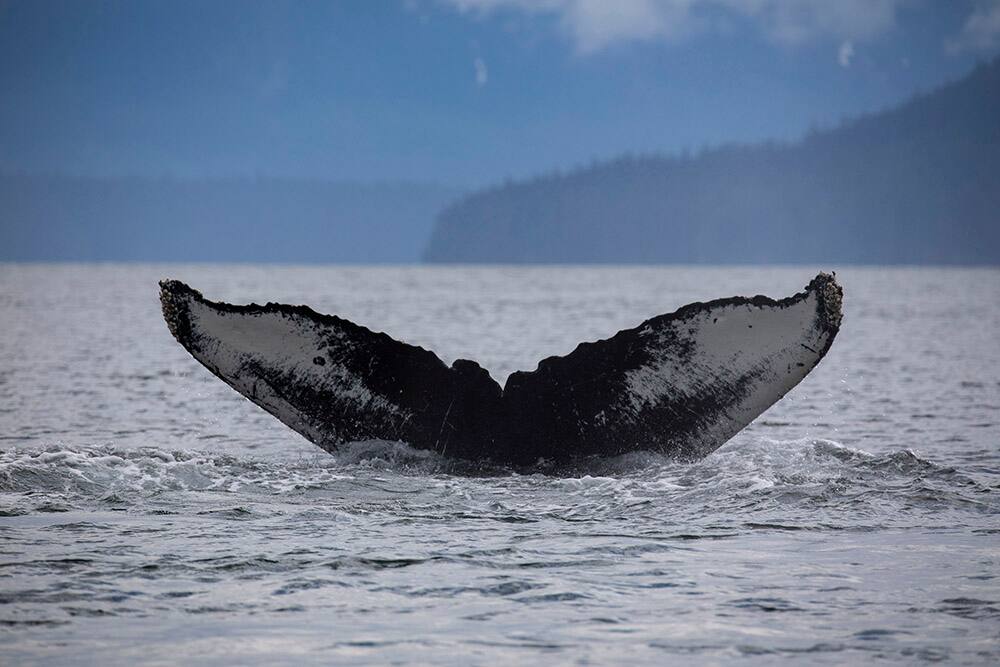 Wyland Says Alaska Cruises are the Best Way to See this Incredible Destination