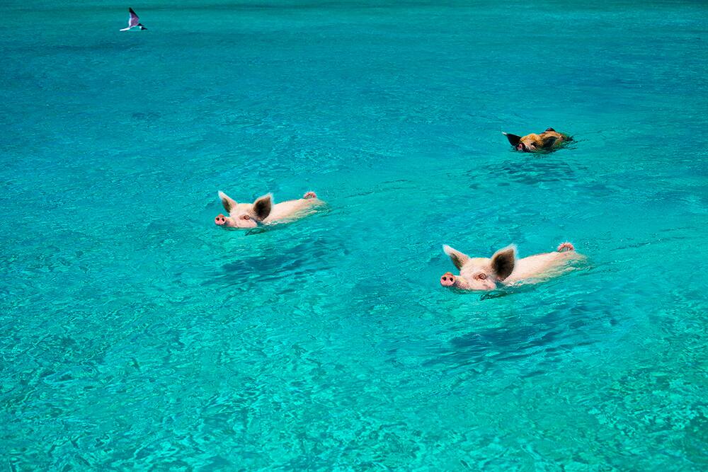 Family Activities on Great Stirrup Cay