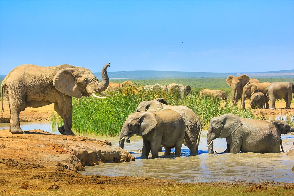 South African Elpehants