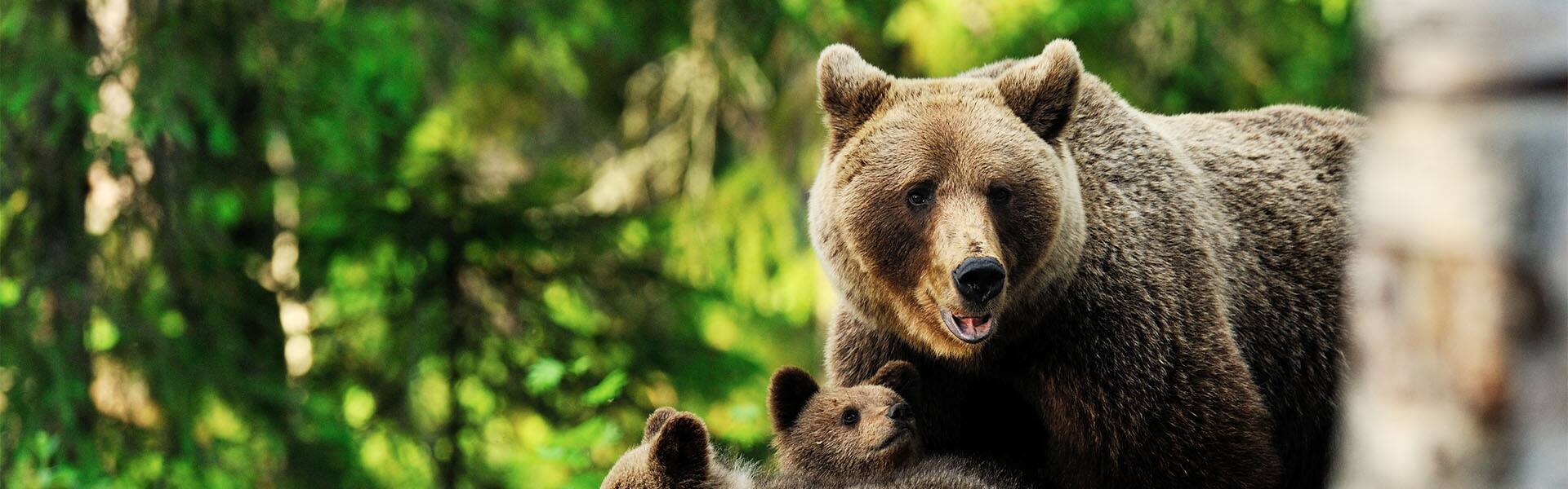 Anchorage Denali Express - Northbound Cruisetour