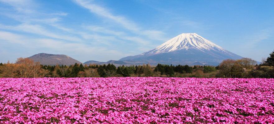 10-Day Japan Round-trip Tokyo: Osaka, Nagoya, Busan & Beppu