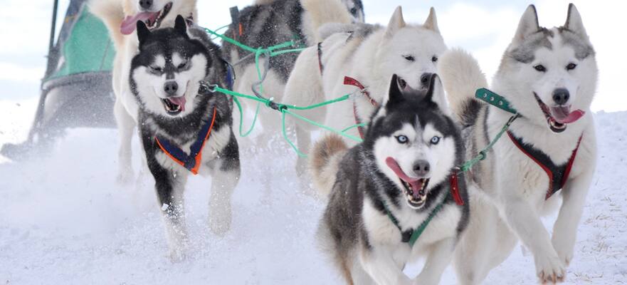 14-Day Authentic Alaska - Northbound Cruisetour