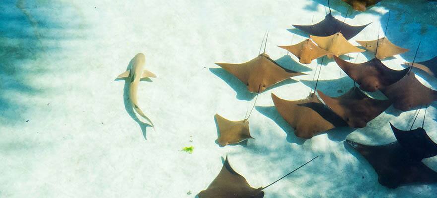 7-Day Bahamas Round-trip New York: Great Stirrup Cay, Orlando & Nassau