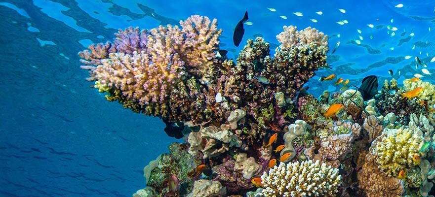 7-Day Bermuda Round-trip New York