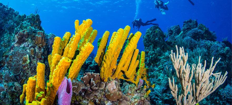 7-Day Caribbean Round-trip Tampa: Harvest Caye, Cozumel & Roatan