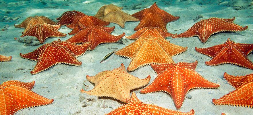 10-Day Caribbean Round-trip New York: Dominican Republic & Grand Turk