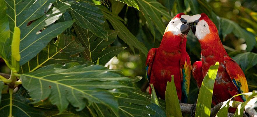 7-Day Caribbean Round-trip Miami: Harvest Caye, Cozumel & Roatan