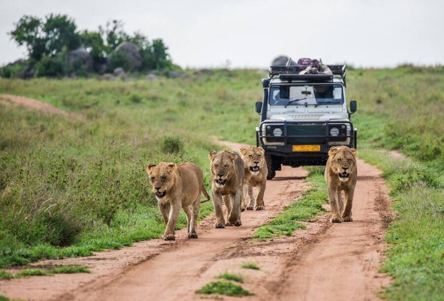 Enjoy a Safari while on a Norwegian Cruise to Africa Enjoy a Safari on one of Norwegian's Cruises to Africa