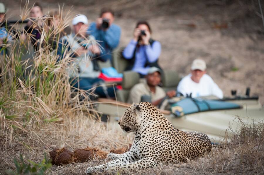 Enjoy a Safari while on a Norwegian Cruise to Africa Enjoy a Safari on one of Norwegian's Cruises to Africa