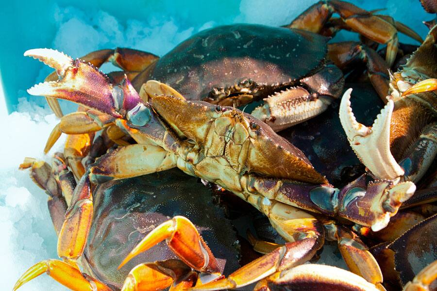 Norwegian Cruise to Alaska - Crab Excursion