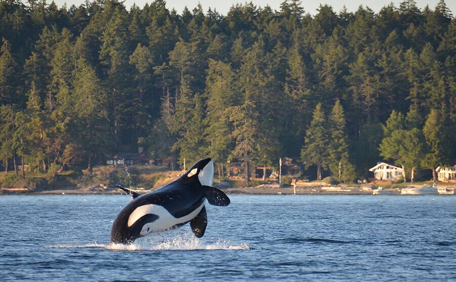 Orca Exploration  excursion
