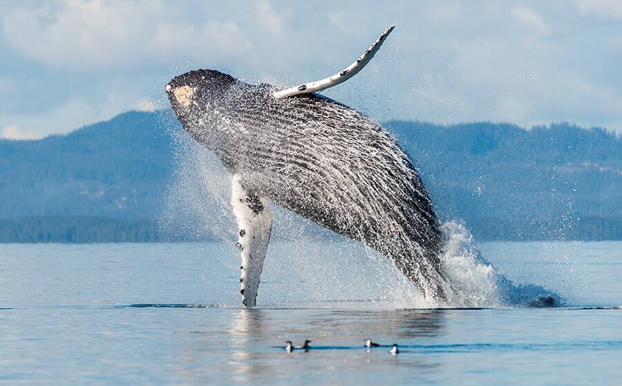 Whale watcher's dream