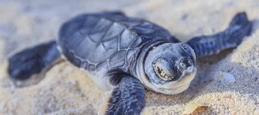 Baby Sea Turtles in Alcapulco