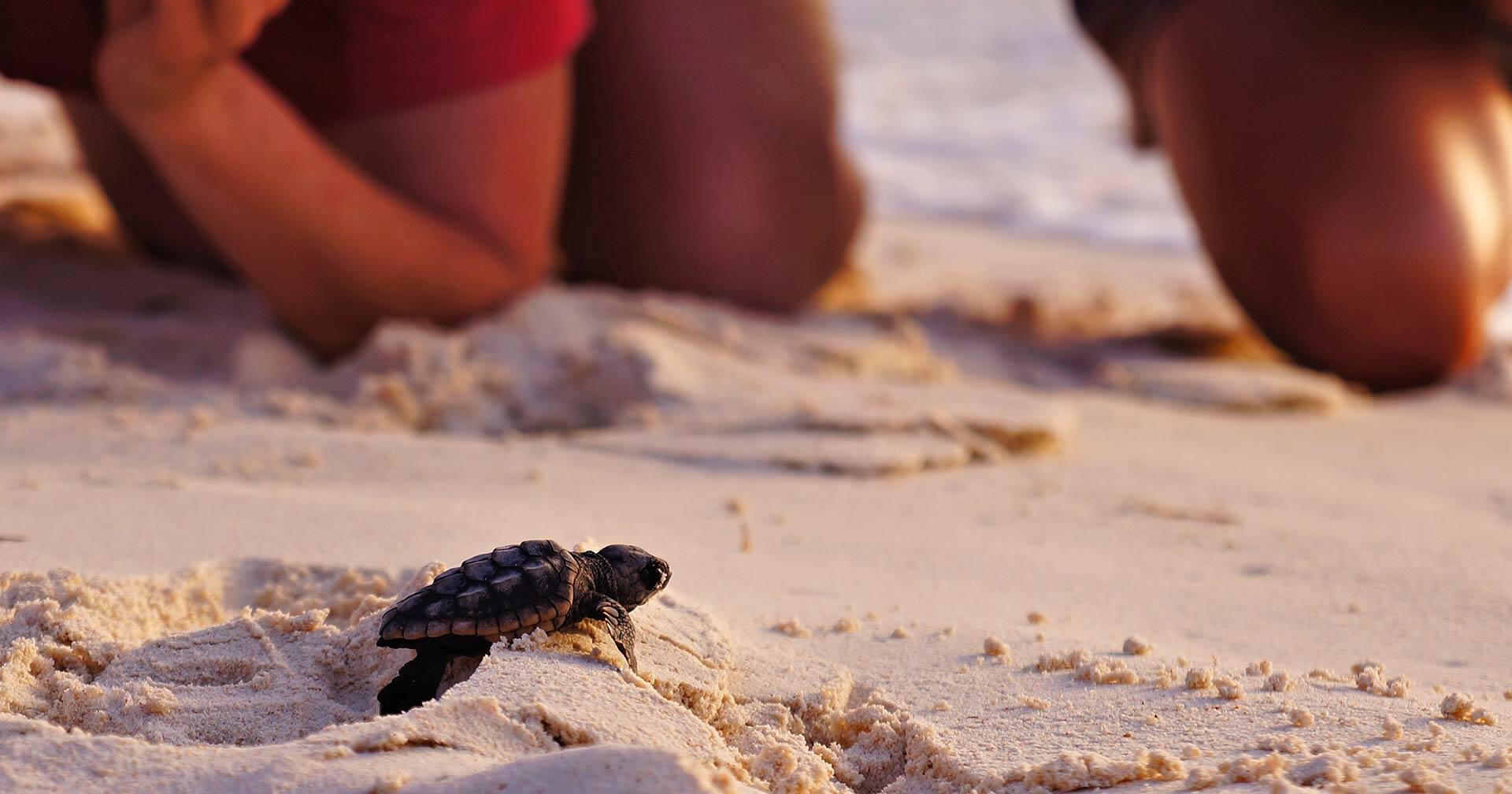 Endangered Baby Sea Turtles & City Drive