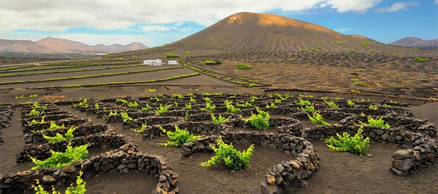 Vineyard Region of La Geria on Europe cruises