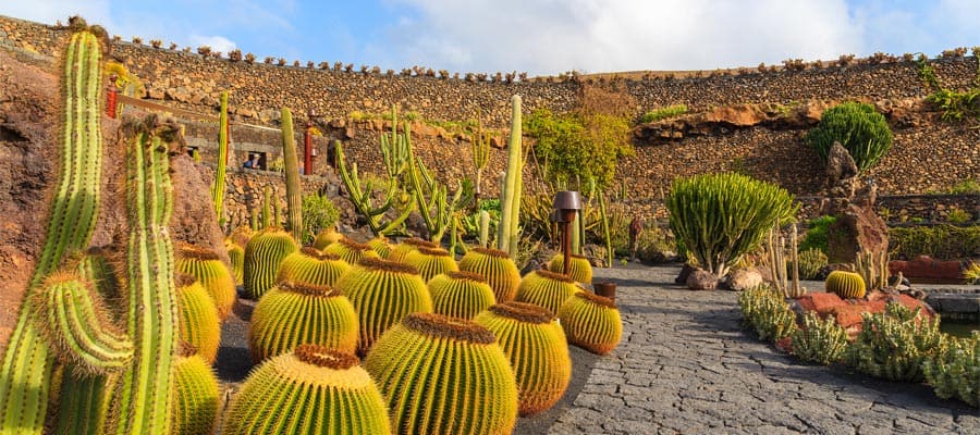 Tropical cactus garden in Guatiza village
