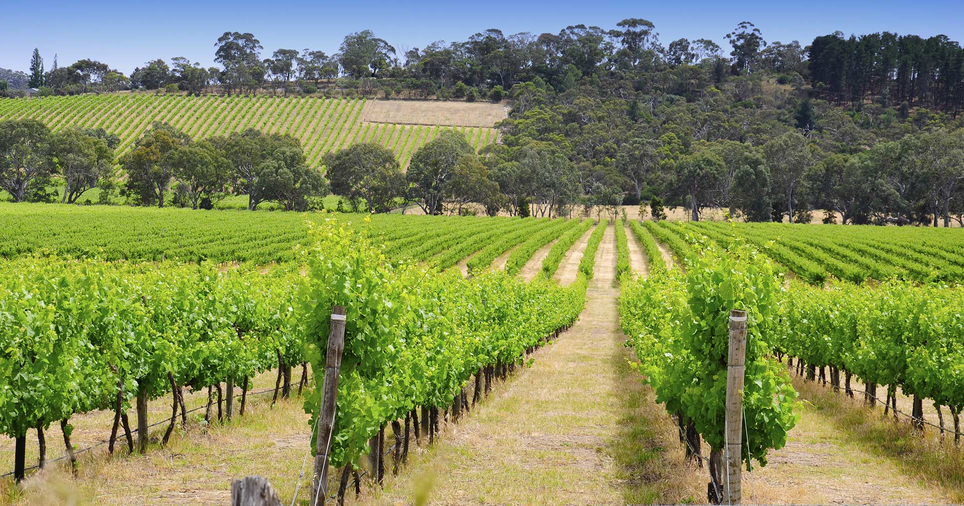 Olives, Vines & Scenic Coast