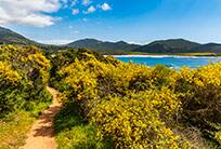 Perfumed Isle Corsica