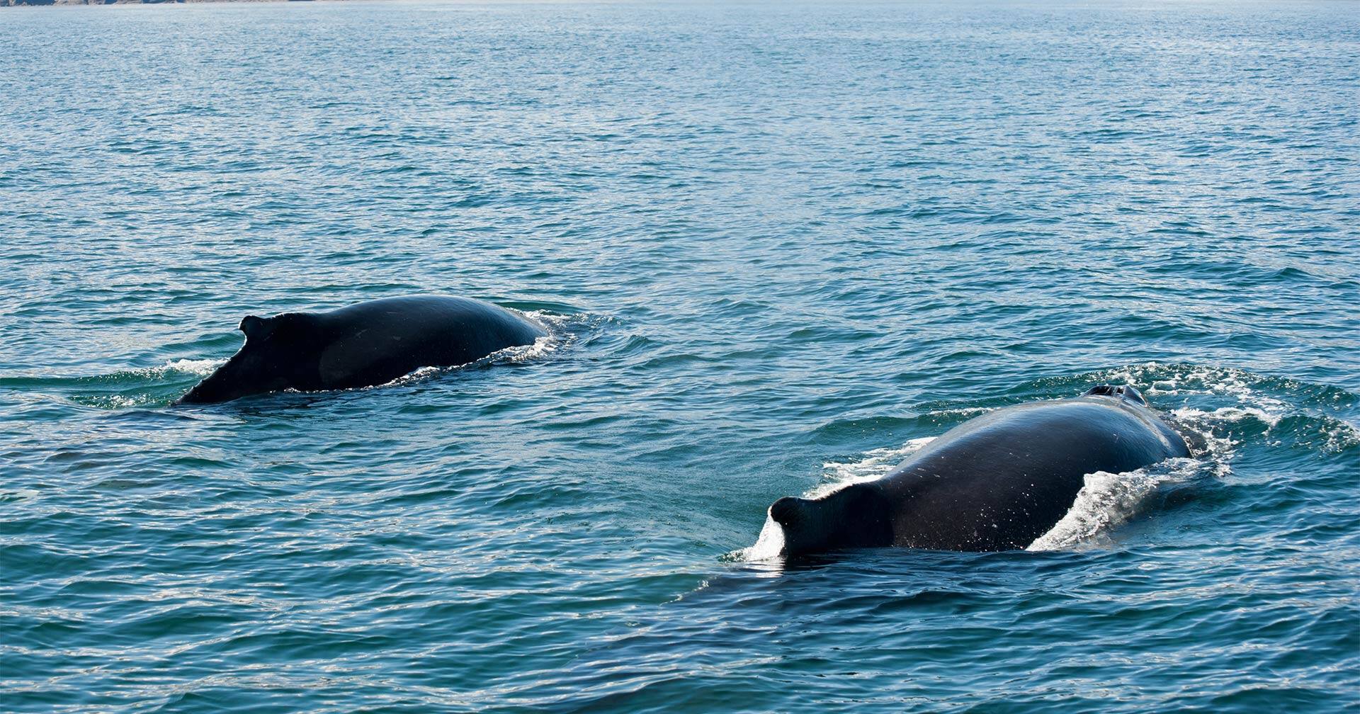 Whale Watching From Husavik