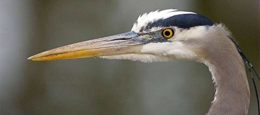 Great Blue Heron on a Pacific Coastal cruise