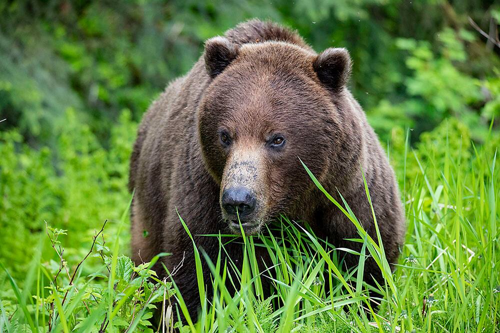 Norwegian Cruises Alaska