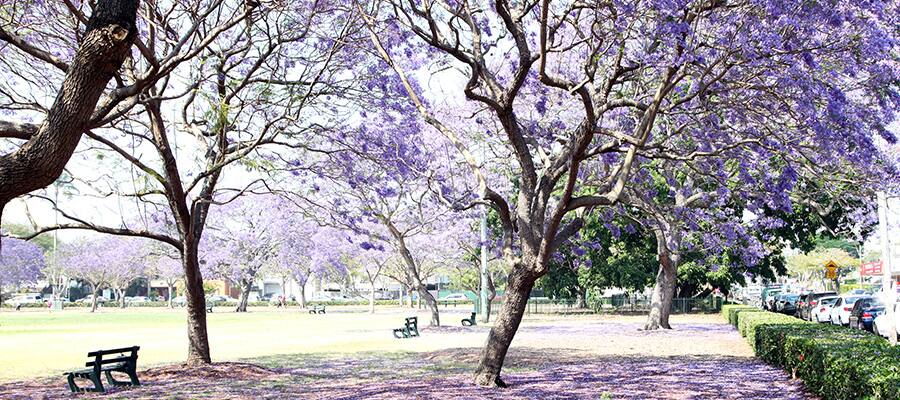 Jacaranda trees on a cruise to Brisbane
