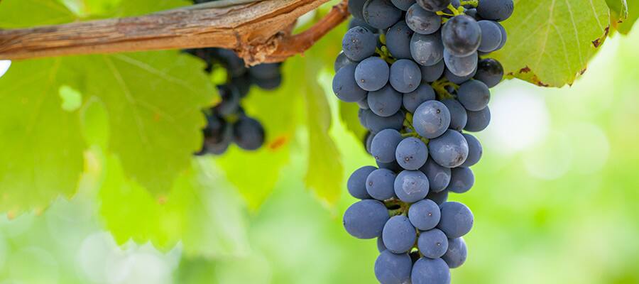 Wineries await on a Cruise to Brisbane