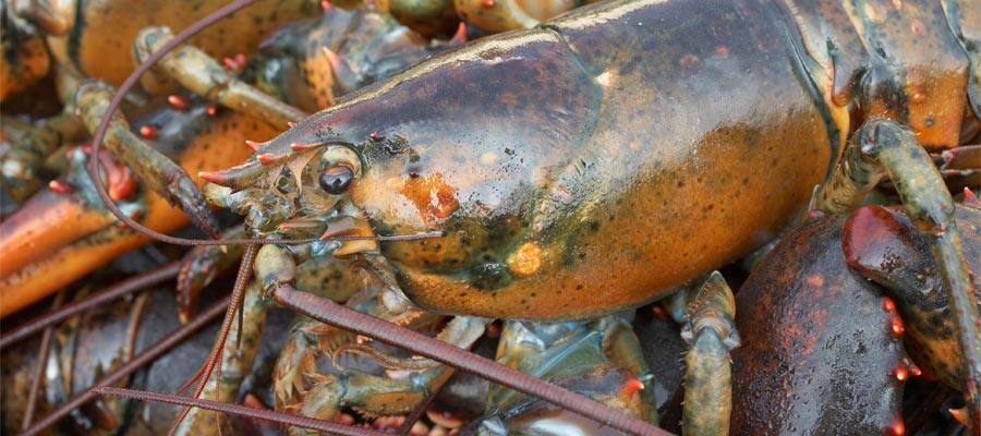 Lobster on your Boston cruise