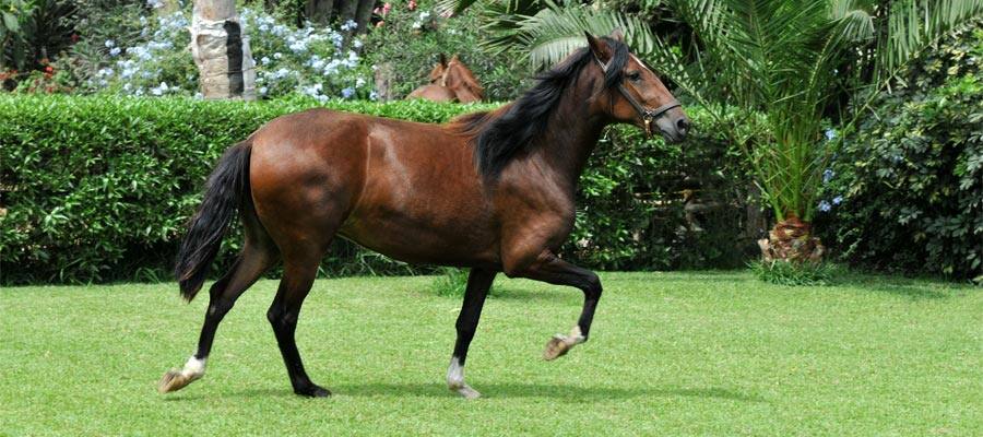 Caballo de Paso on your Lima cruise