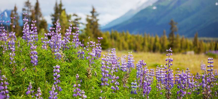 /sites/default/files/CT-AK-Floral-Alaska-Purple-881x400.jpg