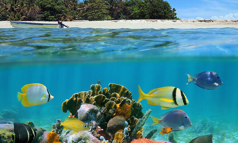 Norwegian Prima Caribbean Cruises
