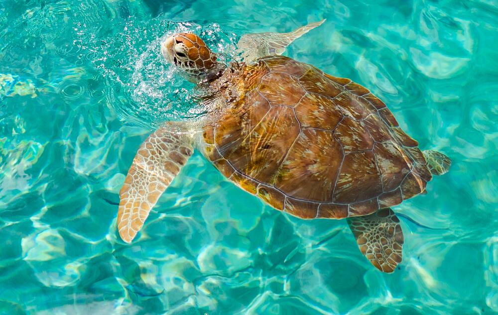 Sea Turtle in Curacao