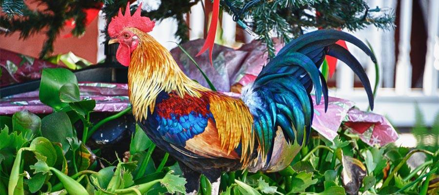 Meet the colorful locals in Key West