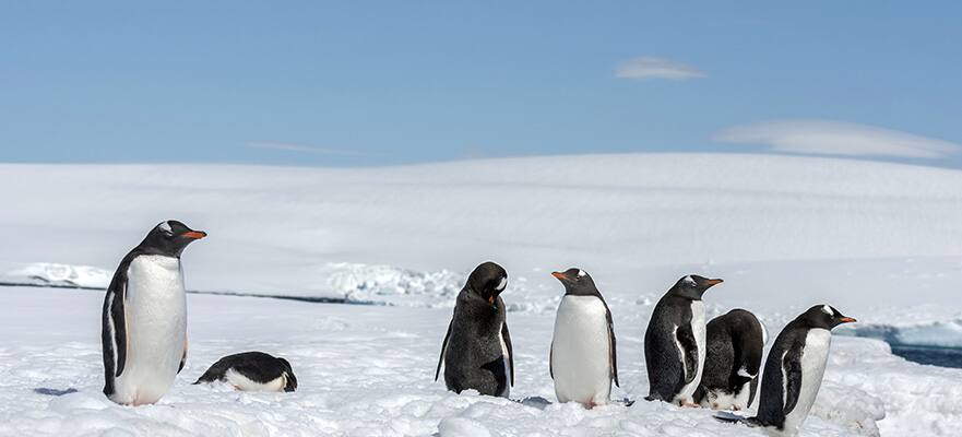 14-Day Antarctica & South America Round-Trip Buenos Aires: Argentina & Chile