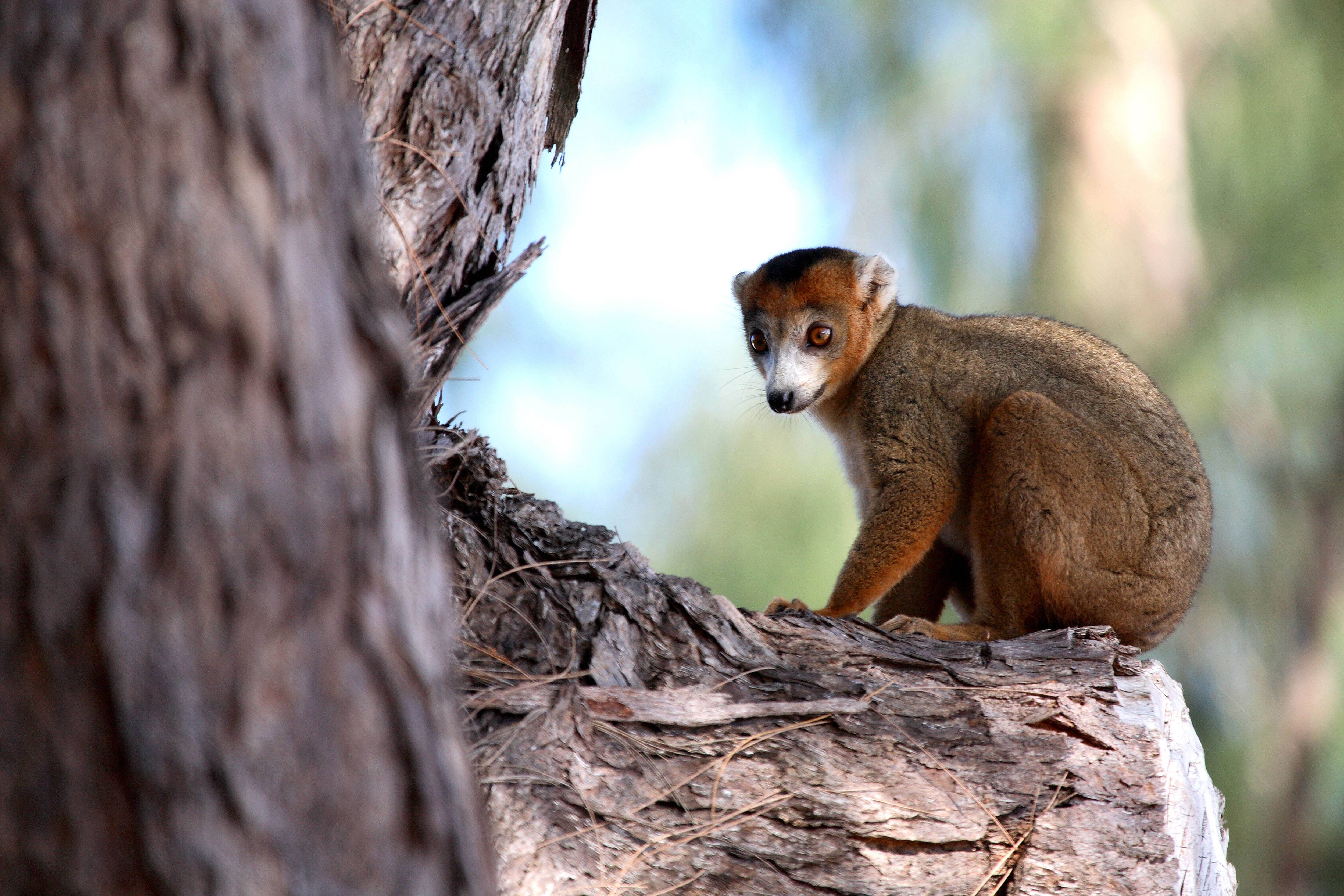 lemur