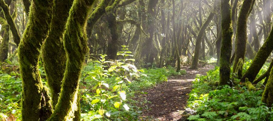 Take a walk through the forest then lounge on the beach. 