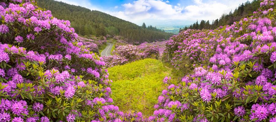 Enjoy panoramic views of Ireland’s Golden Vale in The Vee. 