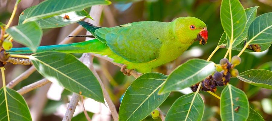 Colorful birds in Huatulco