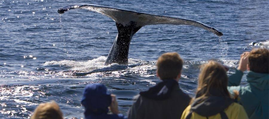 Whale Watching on your Icy Strait cruise