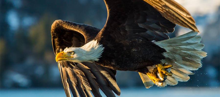 Bald Eagle on an Alaskan cruise