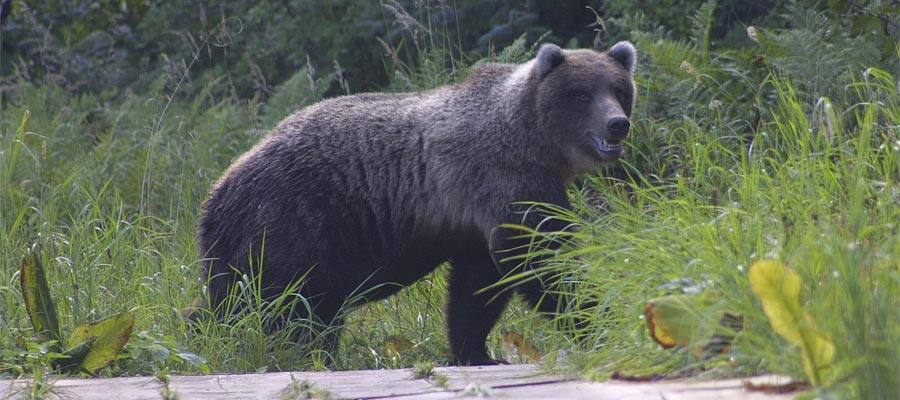 Brown Bear on your cruise to Icy Strait Point