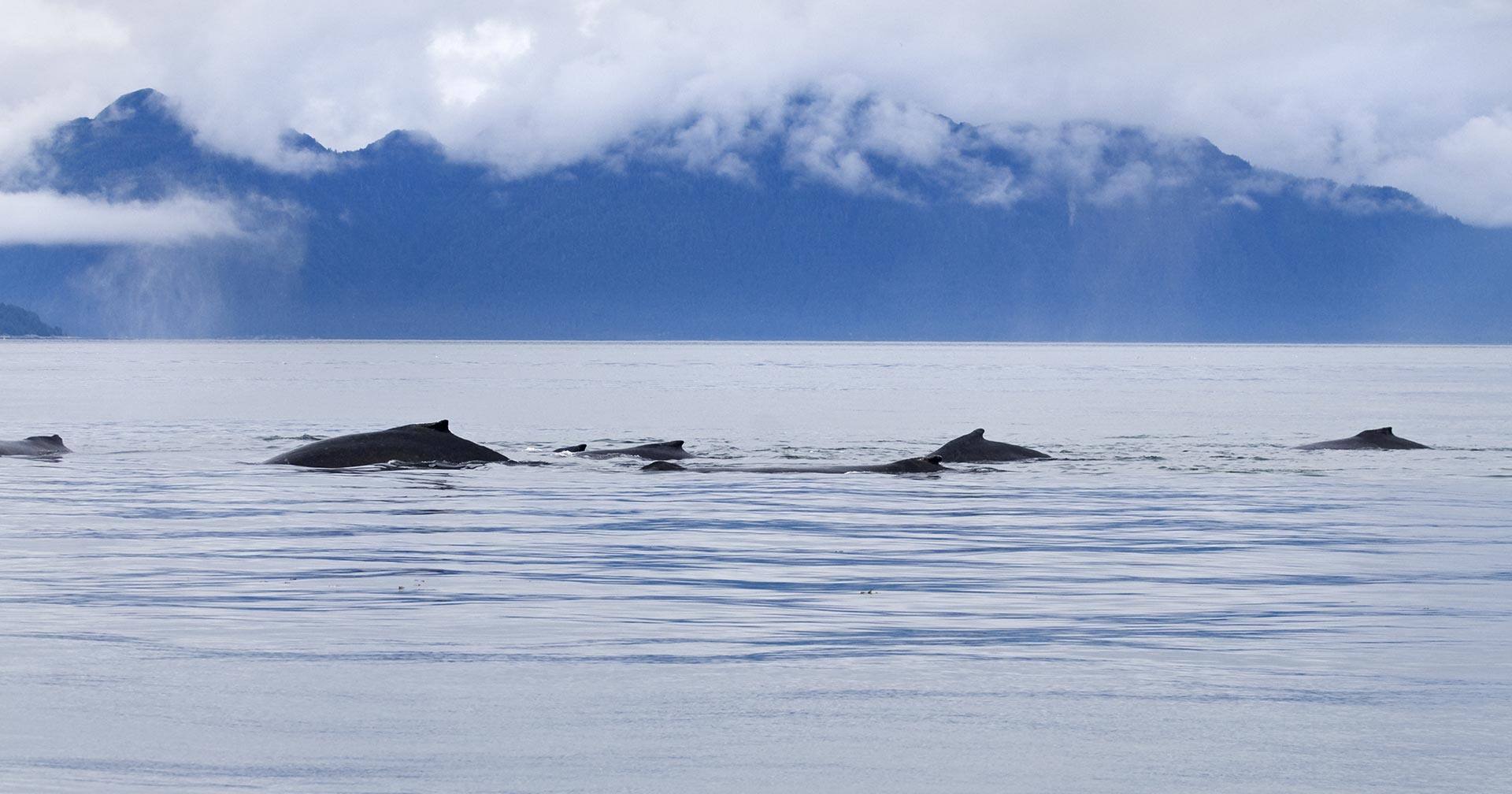 Whale And Marine Mammals Cruise