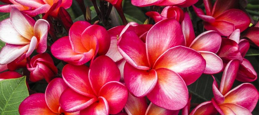 Beautiful scenary wehn you on Hawaii cruises