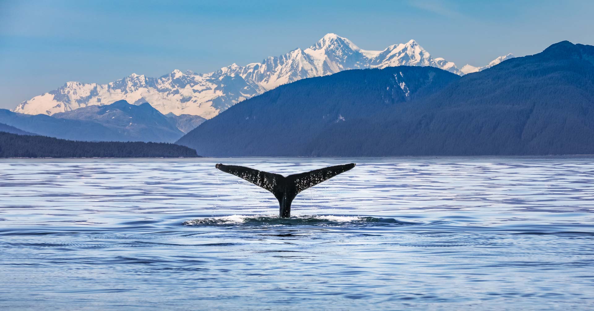 Whale Watching & Wildlife Quest